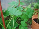 Nom du fichier=Potager16.JPG
Taille du fichier=90Ko
Dimensions : 800x600
Ajouté le : 10 Juin 2010 Potager16.JPG