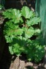 Nom du fichier=Potager2.jpg
Taille du fichier=93Ko
Dimensions : 469x700
Ajouté le : 19 Mai 2010 Potager2.jpg
