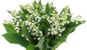 92172_Un-bouquet-de-muguet.jpg