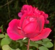 DSCN0075.JPG