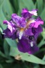 IMG_5405.JPG