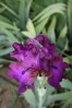 IMG_5458.JPG