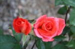 IMG_6384.JPG