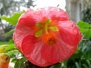 Nom du fichier=Abutilon_(Copier).JPG
Taille du fichier=115Ko
Dimensions : 933x700
Ajouté le : 12 Janvier 2012 Abutilon_(Copier).JPG