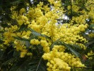 Nom du fichier=Acacia_dealbata_(Mimosa)_(3)_(Copier).JPG
Taille du fichier=214Ko
Dimensions : 933x700
Ajouté le : 18 Février 2012 Acacia_dealbata_(Mimosa)_(3)_(Copier).JPG