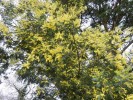 Acacia_dealbata_(mimosa)_(2)_(Copier).JPG