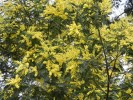 Nom du fichier=Acacia_dealbata_(mimosa)_(Copier).JPG
Taille du fichier=320Ko
Dimensions : 933x700
Ajouté le : 18 Février 2012 Acacia_dealbata_(mimosa)_(Copier).JPG