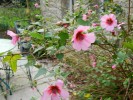 Nom du fichier=Anisodontea__El_Rayo__(Copier).JPG
Taille du fichier=187Ko
Dimensions : 933x700
Ajouté le : 12 Janvier 2012 Anisodontea__El_Rayo__(Copier).JPG