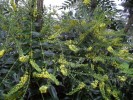 Nom du fichier=Mahonia_Charity_(2)_(Copier)_(3).JPG
Taille du fichier=208Ko
Dimensions : 933x700
Ajouté le : 16 Décembre 2011 Mahonia_Charity_(2)_(Copier)_(3).JPG