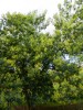 Nom du fichier=Mimosa_(Acacia_Dealbata).JPG
Taille du fichier=171Ko
Dimensions : 525x700
Ajouté le : 02 Janvier 2012 Mimosa_(Acacia_Dealbata).JPG