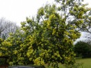 Nom du fichier=Mimosa_(Acacia_dealbata)_(2)_(Copier).JPG
Taille du fichier=263Ko
Dimensions : 933x700
Ajouté le : 22 Janvier 2012 Mimosa_(Acacia_dealbata)_(2)_(Copier).JPG