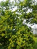 Nom du fichier=Mimosa_(Acacia_dealbata)_(Copier).JPG
Taille du fichier=179Ko
Dimensions : 525x700
Ajouté le : 12 Janvier 2012 Mimosa_(Acacia_dealbata)_(Copier).JPG