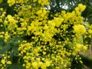 Nom du fichier=Mimosa_(Détail)_(Copier).JPG
Taille du fichier=226Ko
Dimensions : 933x700
Ajouté le : 12 Janvier 2012 Mimosa_(Détail)_(Copier).JPG