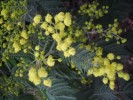 Nom du fichier=Premières_fleurs_de_mimosa_(Copier).JPG
Taille du fichier=139Ko
Dimensions : 933x700
Ajouté le : 13 Décembre 2011 Premières_fleurs_de_mimosa_(Copier).JPG
