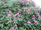 Rhododendron_(2)_(Copier).JPG