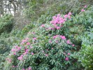 Nom du fichier=Rhododendron_(Copier).JPG
Taille du fichier=234Ko
Dimensions : 933x700
Ajouté le : 12 Janvier 2012 Rhododendron_(Copier).JPG