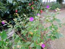 Nom du fichier=Tibouchina_Urvilleana.JPG
Taille du fichier=258Ko
Dimensions : 933x700
Ajouté le : 05 Janvier 2012 Tibouchina_Urvilleana.JPG