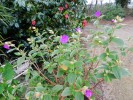 Tibouchina_Urvilleana.JPG