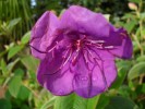 Nom du fichier=Tibouchina_Urvilleana_(2)_(Copier).JPG
Taille du fichier=122Ko
Dimensions : 933x700
Ajouté le : 12 Décembre 2011 Tibouchina_Urvilleana_(2)_(Copier).JPG