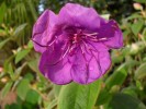 Nom du fichier=Tibouchina_Urvilleana_(Copier).JPG
Taille du fichier=129Ko
Dimensions : 933x700
Ajouté le : 12 Décembre 2011 Tibouchina_Urvilleana_(Copier).JPG