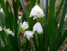 Nom du fichier=perce_neige_(Copier).JPG
Taille du fichier=90Ko
Dimensions : 933x700
Ajouté le : 29 Février 2012 perce_neige_(Copier).JPG