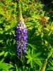 072_lupin.jpg