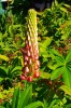 075_lupin.jpg