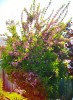 085_Weigela_-_Rosea.jpg