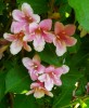 086_Weigela_-_Rosea.jpg