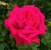108_rose_5B800x6005D.jpg