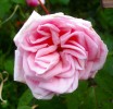 109_rose_5B800x6005D.jpg