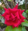 110_rose_5B800x6005D.jpg