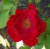 112_rose_5B800x6005D.jpg