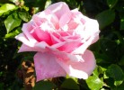 113_rose_5B800x6005D.jpg