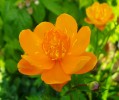 115_trollius_chinensis_golden_queen_5B800x6005D.jpg