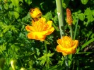 116_trollius_chinensis_golden_queen_5B800x6005D.jpg