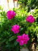 119_Pivoines_5B800x6005D.jpg