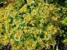 125_Orpin_-_Sedum_Kamtschaticum_varigatum_5B800x6005D.jpg