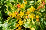 126_Orpin_-_Sedum_Kamtschaticum_varigatum_5B800x6005D.jpg