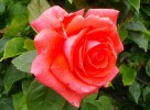 129_rose_5B800x6005D.jpg
