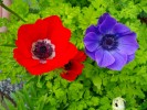 132_anemone_5B800x6005D.jpg