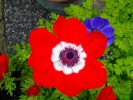 133_anemone_5B800x6005D.jpg