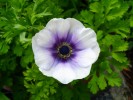 134_anemone_5B800x6005D.jpg