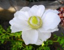 136_anemone_5B800x6005D.jpg