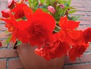 144__Begonia_5B800x6005D.jpg