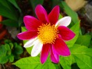 156_Dahlia_5B800x6005D.jpg