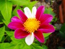 157_Dahlia_5B800x6005D.jpg