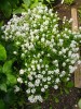 163_Alyssum_5B800x6005D.jpg