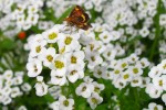 164_Alyssum_5B800x6005D.jpg