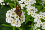 165_Alyssum_5B800x6005D.jpg